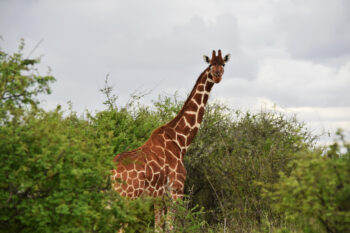 A reticulated giraffe (Giraffa reticulata)