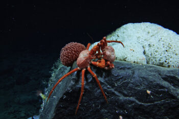 Two lithodid crabs exhibiting mating behavior while perched on top of a basaltic rocky outcrop with an anemone (Liponema sp.) and a white sponge in the background.