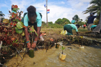 Student from Gales Point primary school planting mangrove seedlings inside bamboo tube.