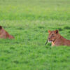 Lions in Mozambique.