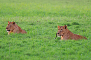 Lions in Mozambique.