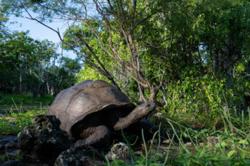 An Aldabra giant tortoise (Aldabrachelys gigantea). These long-lived tortoises are found on both Assomption island and the neighboring island of Aldabra, a UNESCO World Heritage site. Image courtesy of Celina Chien/ Overstories.