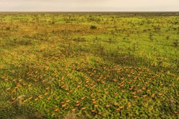 Banner image of tiang in South Sudan ©Marcus Westberg/African Parks.