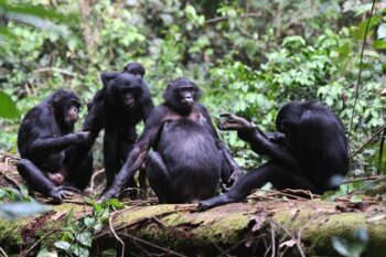 Banner image of the Ekalakala bonobo group in the Kokolopori Bonobo Reserve in the DRC courtesy of Martin Surbeck/Kokolopori Bonobo Research Project.