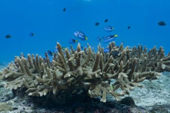 Fish in Samoa.