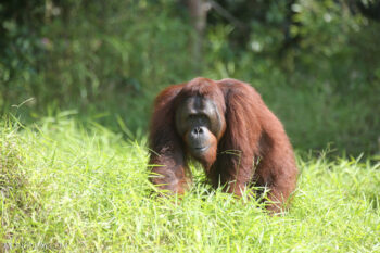 A Bornean orangutan. Image by Rhett A. Butler/Mongabay.