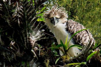 Banner image of a Philippine eagle by Aimee Valencia via Wikimedia Commons (CC BY 4.0).