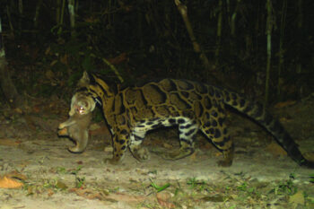 Clouded leopard carrying a Bengal slow loris. Image courtesy of Digboi Forest Division.