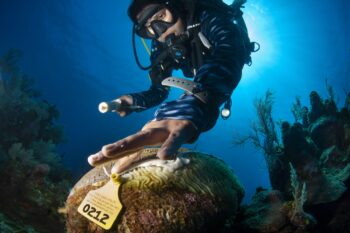 A diver applies an amoxicillin paste to stony coral tissue loss disease-affected corals in Roatan, Honduras. The antibiotic paste can slow or halt lesion progression. Image by Antonio Busiello.