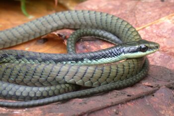 Dendrelaphis melanarkys or black net tree snake. Photo by Fred Kraus.