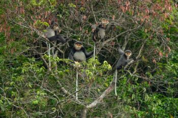 Group of grey-shanked douc langurs in a tree.