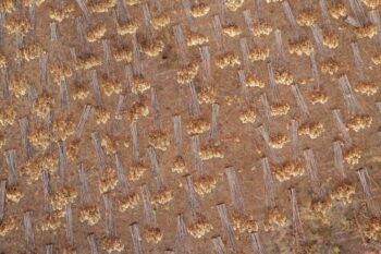 Aerial view of eucalyptus logs. Image courtesy of Tamás Bodolay/Repórter Brasil.