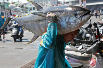 A worker carries a yellowfin tuna on his shoulders at Dong Gang wholesale fish market, Taiwan.