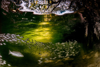 A snapper hunting silver fish in a mangrove patch.