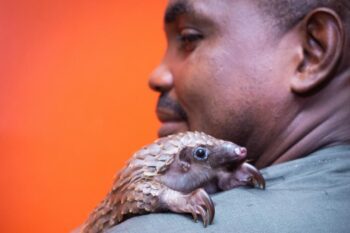 Dr. Mark Ofua with a pangolin