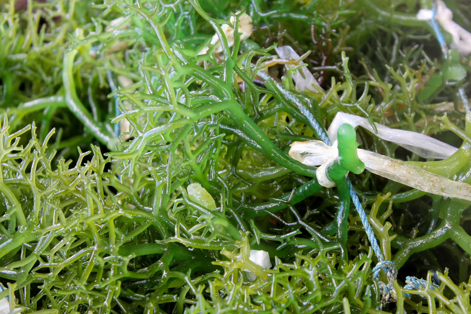 This image shows the precise tying technique used by seaweed farmers to attach healthy strands onto lines suspended in the water, encouraging new growth. This method has since been adapted for coral restoration efforts across the islands.