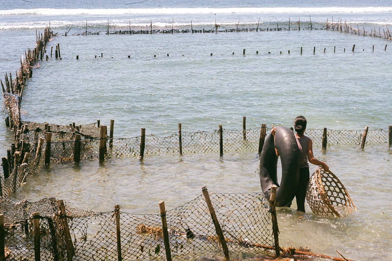 With lines and baskets in hand, Ibu Nyoman Mitri surveys her seaweed farm at low tide, preparing for the day’s harvest.