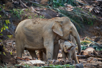 A herd of female and young Borneo elephants eat chipped palms in a plantation.