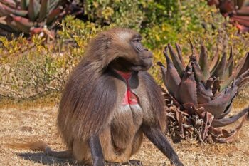 Banner image of a gelada by Charles J. Sharp via Wikimedia Commons (CC BY-SA 4.0).