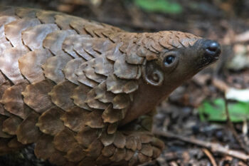 Pangolin at the Lilongwe Wildlife Centre in 2022