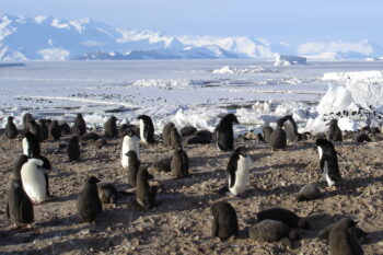 Adélie penguins on Cape Hallet, Antarctica. Image by Andrew Mandemaker via Wikimedia Commons (CC BY-SA 2.5).