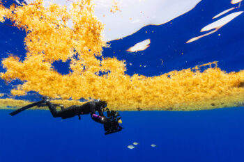 Abundant in the Sargasso Sea (above), sargassum has been blossoming in the Caribbean and on the Amazon shore.