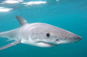 A great white shark in Mossel Bay, South Africa. Image courtesy of Esther Jacobs.