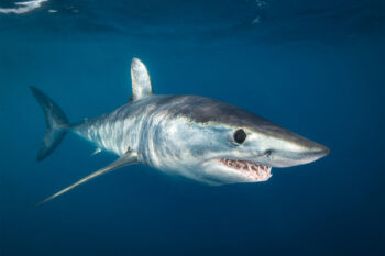 A shortfin mako