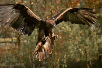 Golden eagle (Aquila chrysaetos) in flight. Image by Alexas Fotos via Pexels.
