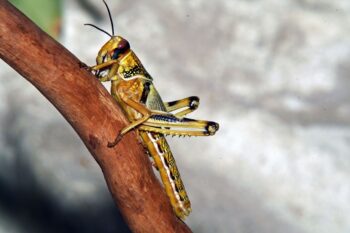 Banner image of a desert locust by Joachim Frische via Wikimedia Commons (CCBY-SA3.0).