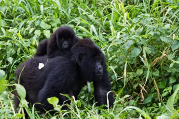 Mountain gorillas (Gorilla beringei beringei) in Virunga National Park.