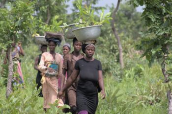 Employed women of the Banpewa community carrying seedlings to the planting site.