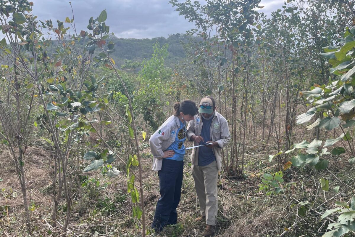 After controversies, Plant-for-the-Planet plots its comeback