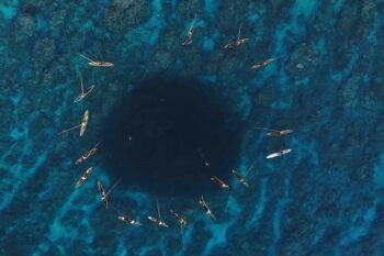 Off Ulawa Island, Solomon Islands, a circle of Indigenous fishermen catch scad by forming a circle, honoring the ocean’s gift. Image courtesy of Su'umoli village, Makira-Ulawa province, Solomon Islands.