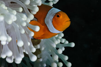 Clown anemonefish live symbiotically with anemone