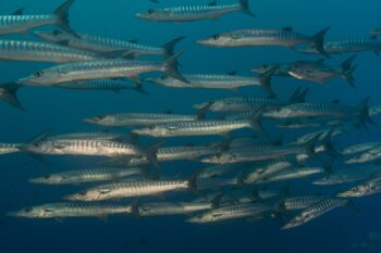 Striped barracuda in Papua New Guinea.