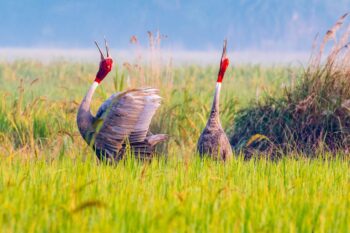 A sarus crane pair sings a duet. Image by Ad031259 via Wikimedia Commons (CC BY 4.0).