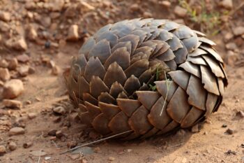 Pangolins curl into a ball as part of their self-defense, with scales acting as armor to protect their body. The WJC report estimates that the 370 tons of pangolin scales seized between 2015 and 2024 represent between 100,000 and a million pangolins.