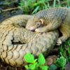 A critically endangered Philippine pangolin and its pup. The demand for their scales has resulted in Pangolins being the most trafficked mammals.