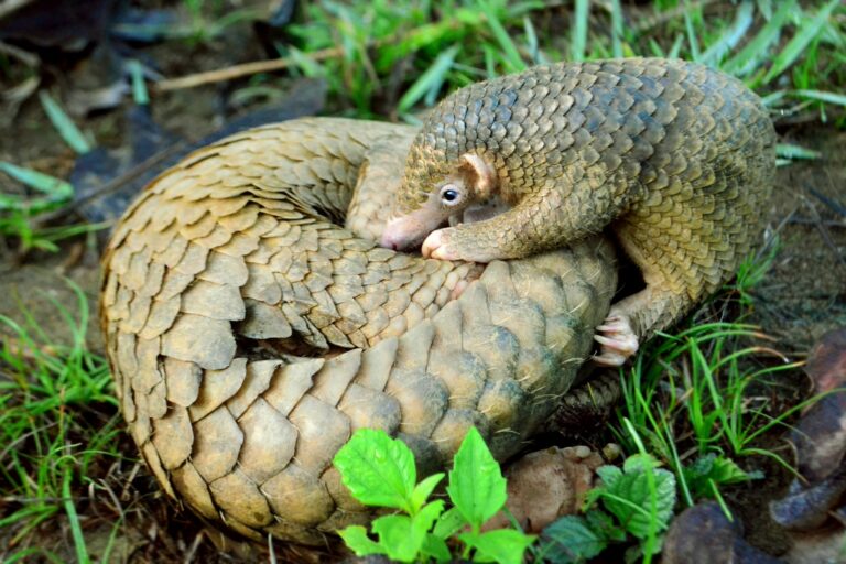A critically endangered Philippine pangolin and its pup. The demand for their scales has resulted in Pangolins being the most trafficked mammals.