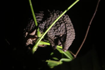 White-bellied pangolin (Phataginus tricuspis), Gabon. Image by bureaubenjamin via iNaturalist (CC BY-NC 4.0)