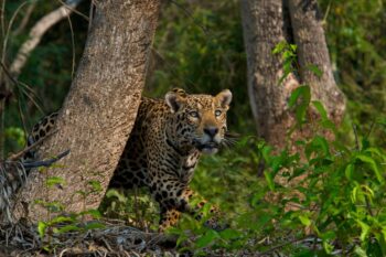 Large felines like jaguars need large areas to hunt and reproduce. Image courtesy of Steve Winter/Panthera