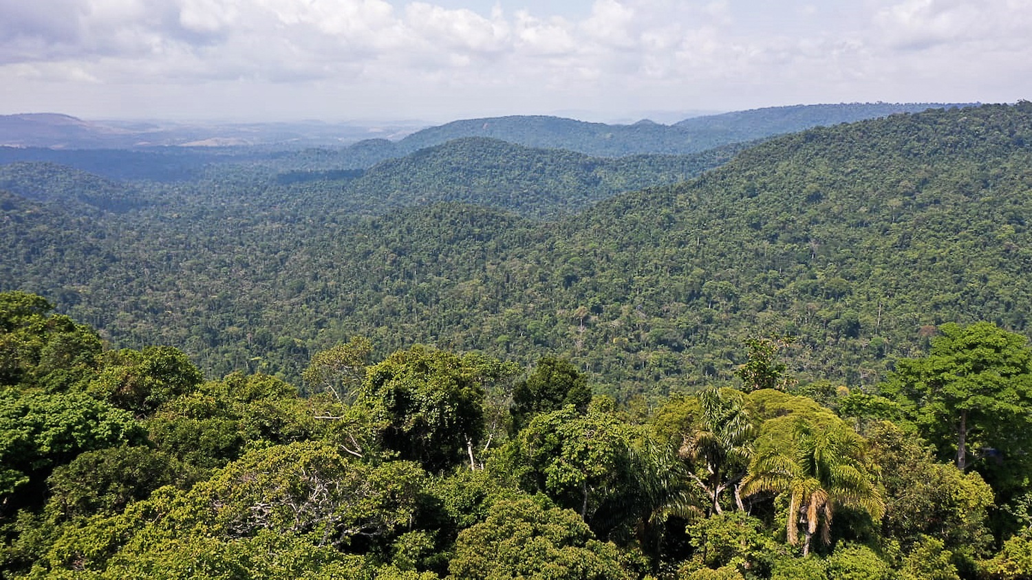 A preserved area of the Atlantic Rainforest. Image courtesy of TV Brasil/Agência Brasil.
