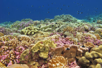 A coral reef around Nukuoro Atoll in the Federated States of Micronesia, where microbial-based monitoring is undertaken to assess reef health.
