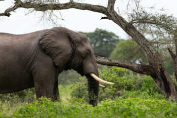 A forest elephant, not from Senegal.