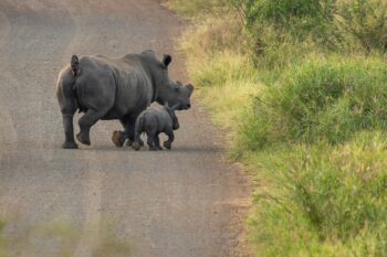 A dehorned white rhino with her calf. Image courtesy of Tim Kuiper.