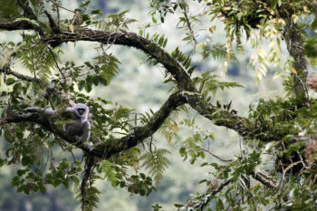 In Java, communities help reconnect fragmented forests to help save the endangered Javan gibbon