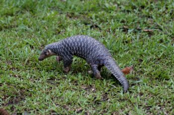 A critically endangered Chinese pangolin. Image by Rajib Rudra Tariang via iNaturalist.