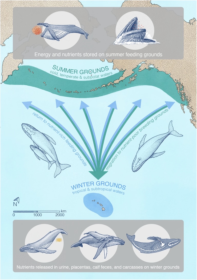 Many baleen whales travel thousands of kilometers from their summer foraging areas to winter grounds, including breeding and calving areas. Nitrogen and other elements can be released in the form of urine, carcasses, placentas, sloughing skin, and feces (primarily from nursing calves). Humpback whales of the Central North Pacific, shown here, primarily feed off the coast of Alaska and spend winters in the shallow waters of the Hawaiian archipelago. (Illustration by A. Boersma).