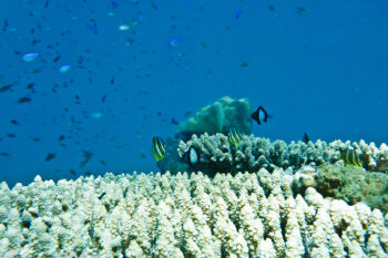 Coral reef in Vietnam.